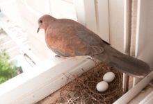 Why Birds Are Nesting In Home?