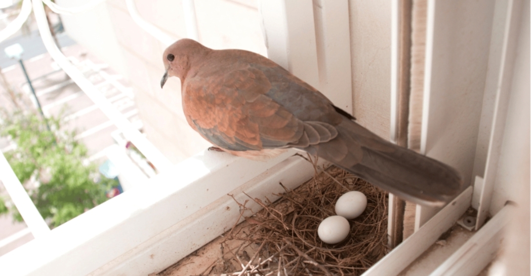 Why Birds Are Nesting In Home?