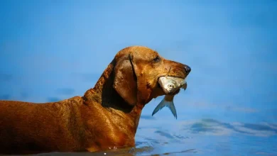 fish-for-dogs